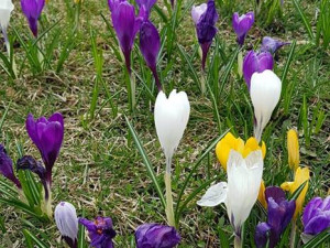 Jaro na Českobudějovicku. Foto: Soňa Bílková