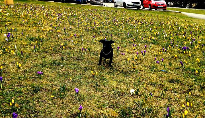 Jaro na Českobudějovicku. Foto: Hela Jirousková - Táchová