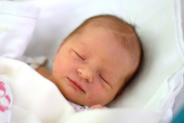 Smržová lili Anna