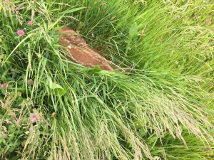 Každoročně zemřou na loukách stovky tisíc mláďat