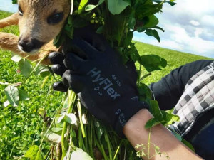 Každoročně zemřou na loukách stovky tisíc mláďat