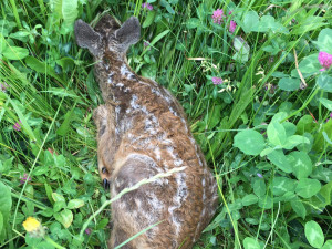 Každoročně zemřou na loukách stovky tisíc mláďat