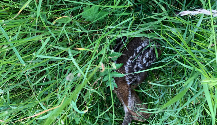 Každoročně zemřou na loukách stovky tisíc mláďat