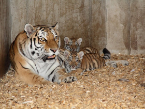 Ošetřovatelé jim budou otevírat venkovní výběh denně od 8.30 do 14 hodin.