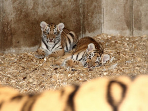Ošetřovatelé jim budou otevírat venkovní výběh denně od 8.30 do 14 hodin.