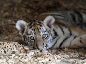 Tygřata přišla na svět začátkem července.