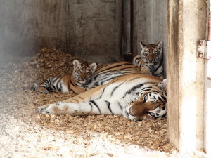 Tygřata přišla na svět začátkem července.