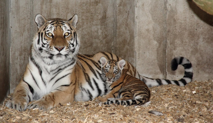 Tygřata přišla na svět začátkem července.