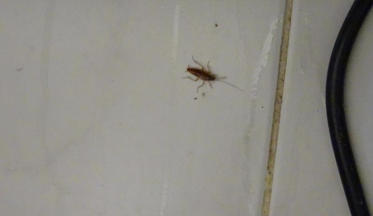 Špína a švábi všude. Inspekce zavřela indické bistro v Budějcích