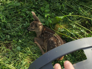 Letos jsme zachránili 111 srnčat před sečí, popisuje myslivec Roman Okrouhlý