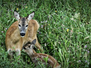 Letos jsme zachránili 111 srnčat před sečí, popisuje myslivec Roman Okrouhlý