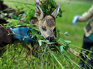 Letos jsme zachránili 111 srnčat před sečí, popisuje myslivec Roman Okrouhlý