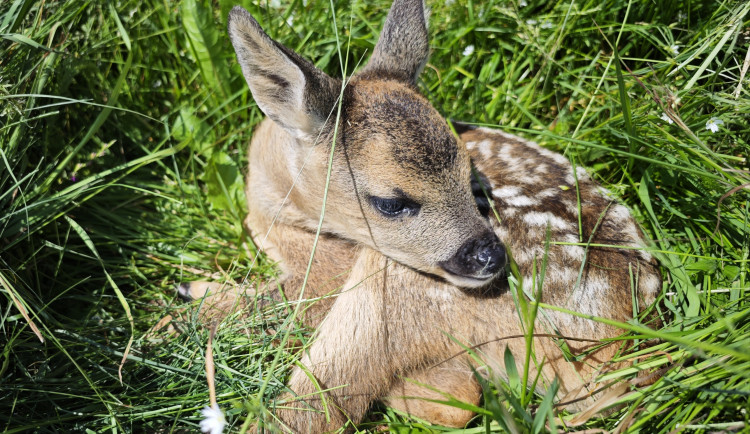 Letos jsme zachránili 111 srnčat před sečí, popisuje myslivec Roman Okrouhlý