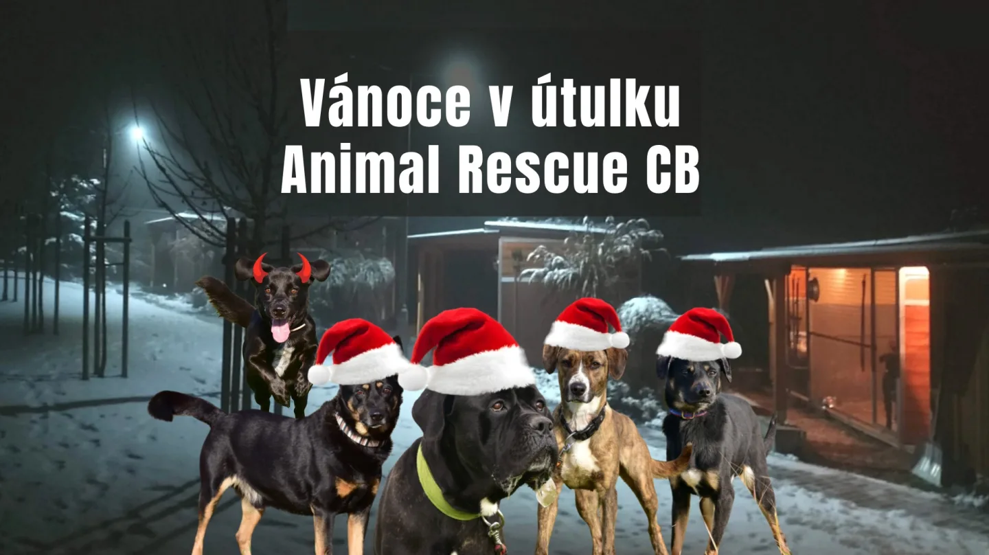Vánoce v útulku Animal Rescue v ČB