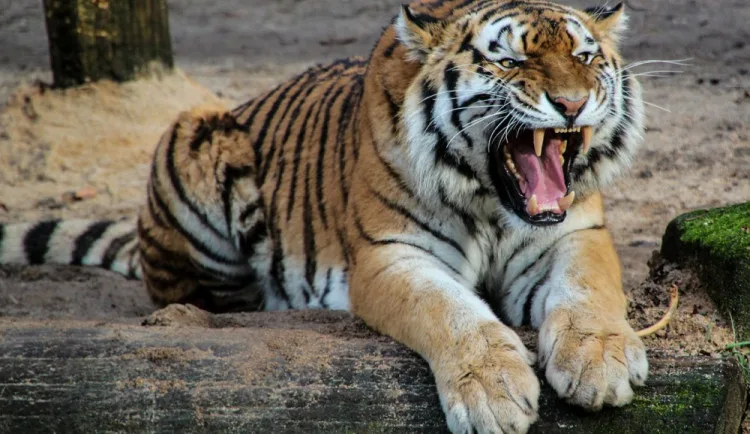 Za vysvědčení do Zoo Tábor