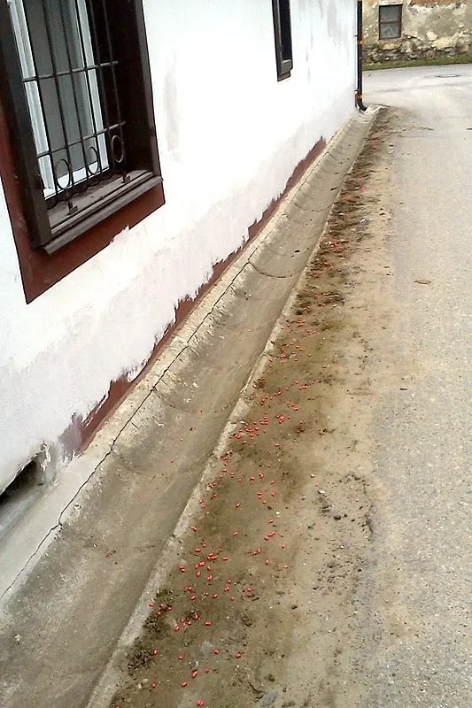 Obyvatel Rožnova opět zahrozil jedem na krysy