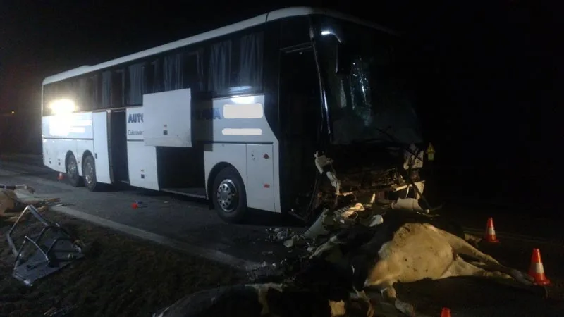 Po srážce autobusu se stádem krav byli u Krasejovky čtyři lidé zraněni, devět zvířat zemřelo