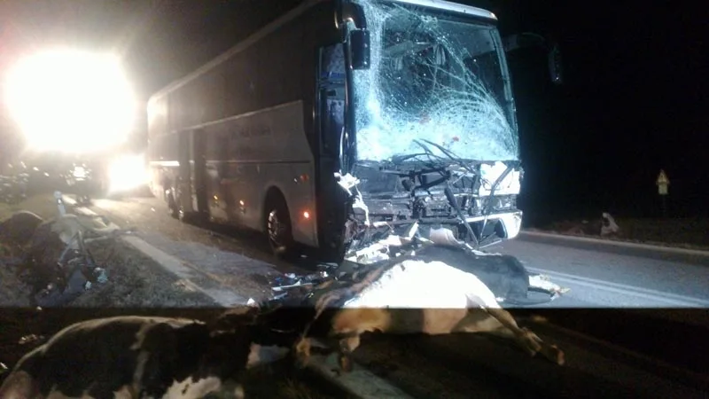 Po srážce autobusu se stádem krav byli u Krasejovky čtyři lidé zraněni, devět zvířat zemřelo