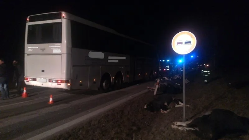 Po srážce autobusu se stádem krav byli u Krasejovky čtyři lidé zraněni, devět zvířat zemřelo