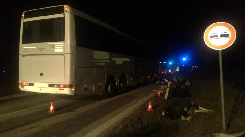Po srážce autobusu se stádem krav byli u Krasejovky čtyři lidé zraněni, devět zvířat zemřelo