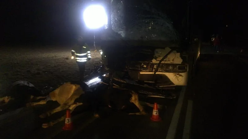 Po srážce autobusu se stádem krav byli u Krasejovky čtyři lidé zraněni, devět zvířat zemřelo
