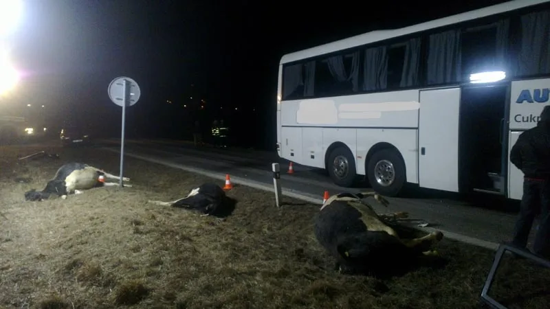 Po srážce autobusu se stádem krav byli u Krasejovky čtyři lidé zraněni, devět zvířat zemřelo