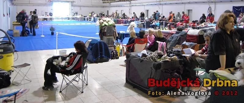 Oblastní výstava psů v Českých Budějovicích