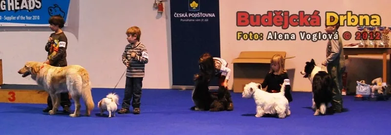 Oblastní výstava psů v Českých Budějovicích