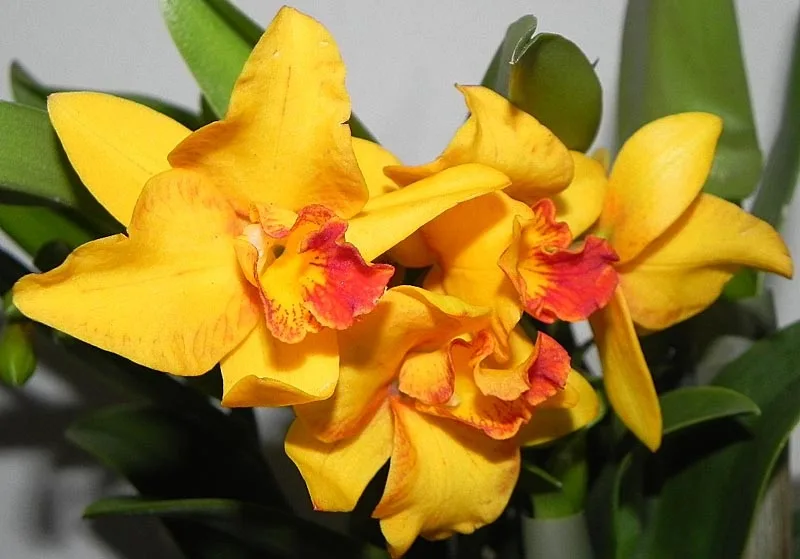 Na výstavu orchidejí se můžete vydat už v pátek