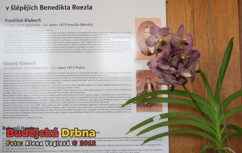 Výstava orchidejí v DK Metropol