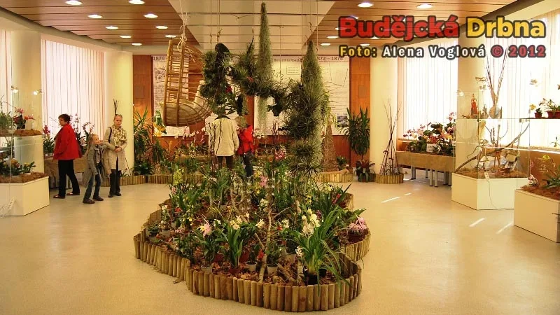 Výstava orchidejí v DK Metropol