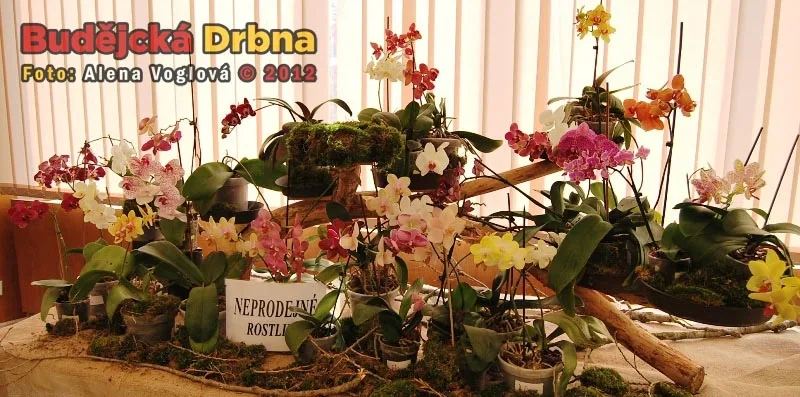 Výstava orchidejí v DK Metropol