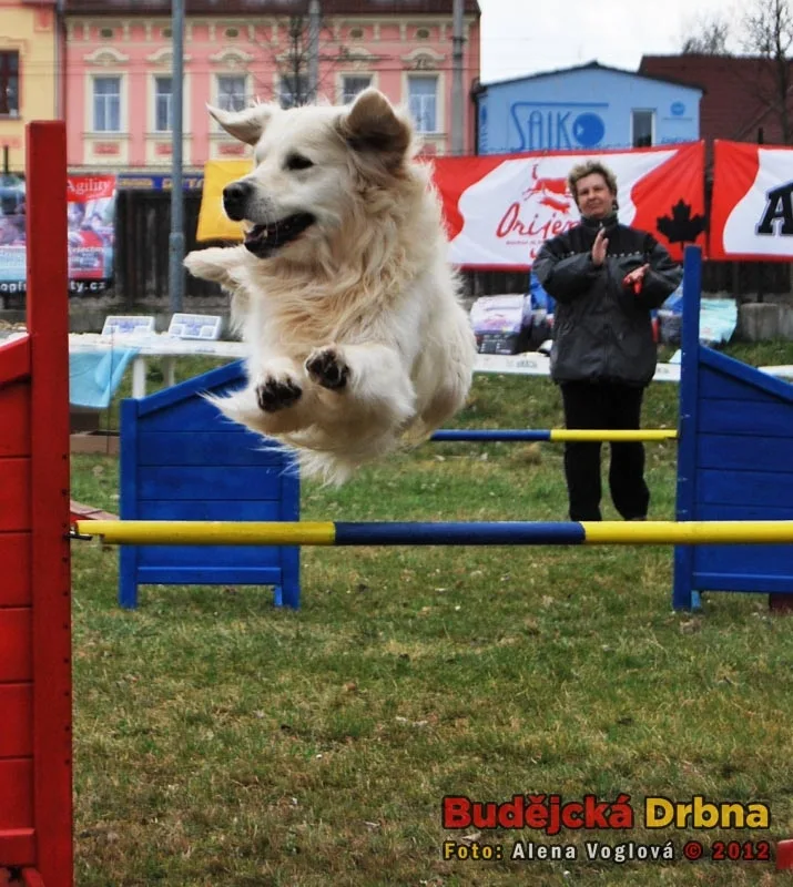 Mezinárodní výstava psů v Českých Budějovicích