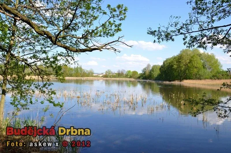 Přírodní rezervace Vrbenské rybníky