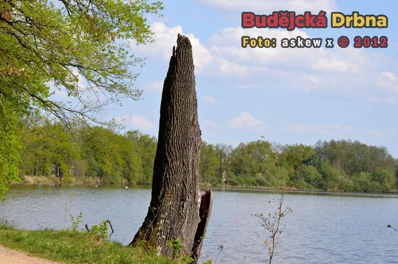 Přírodní rezervace Vrbenské rybníky