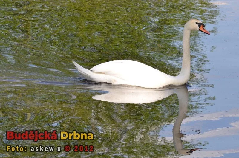 Přírodní rezervace Vrbenské rybníky