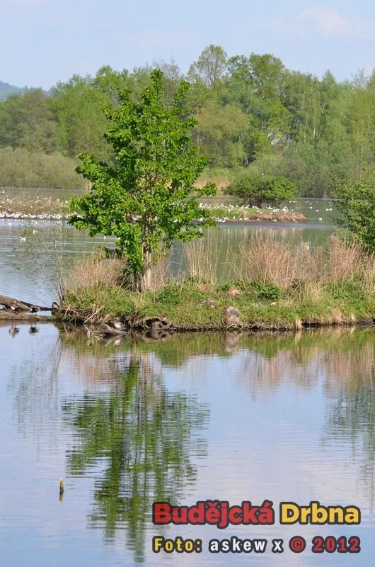 Přírodní rezervace Vrbenské rybníky