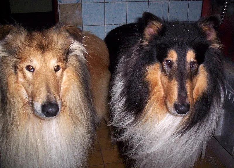 Ztracené kolie