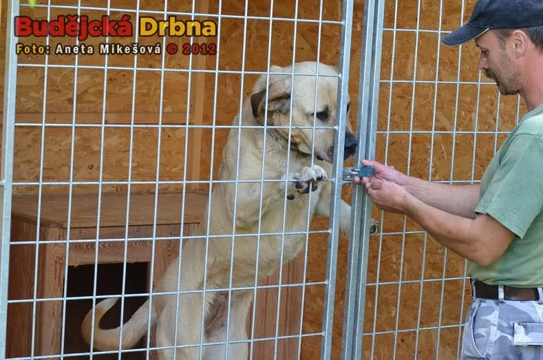 Animal Rescue