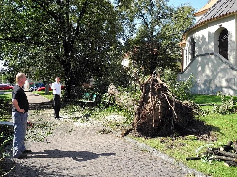 Zlomený téměř stoletý javor