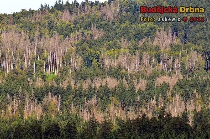 Národní park Šumava