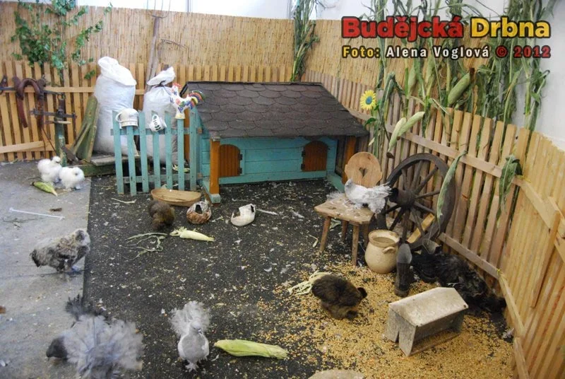 Výstava holubího království
