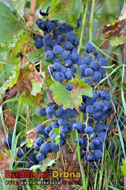 Slavnosti vína v Hluboké nad Vltavou