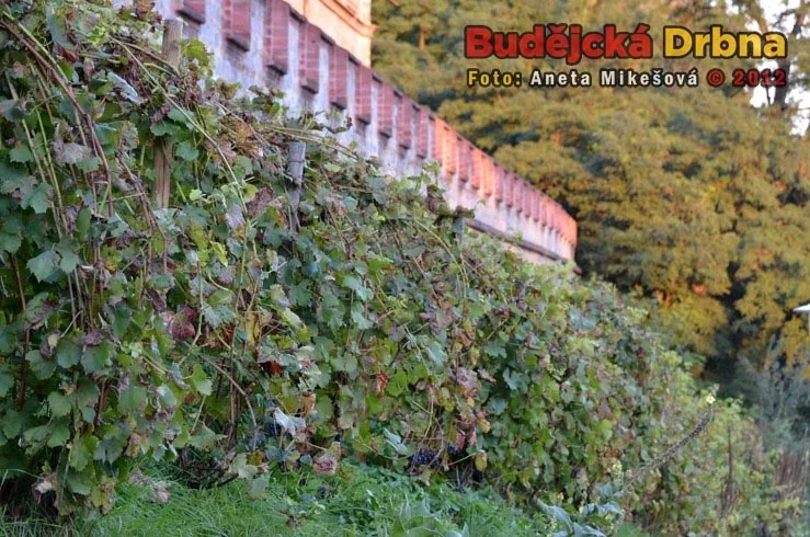 Slavnosti vína v Hluboké nad Vltavou