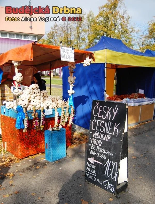 Další český česnek