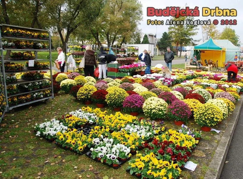 Podzimní kvítí rozjasňovalo pošmourný den