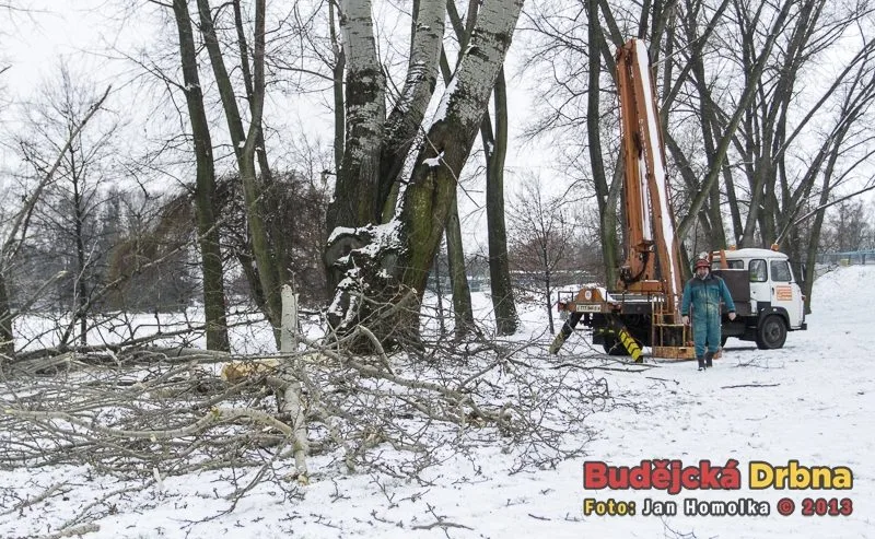 Kácení topolů v parku Na Dlouhé louce