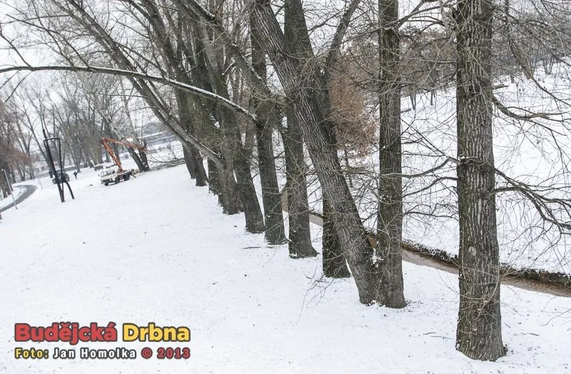 Kácení topolů v parku Na Dlouhé louce