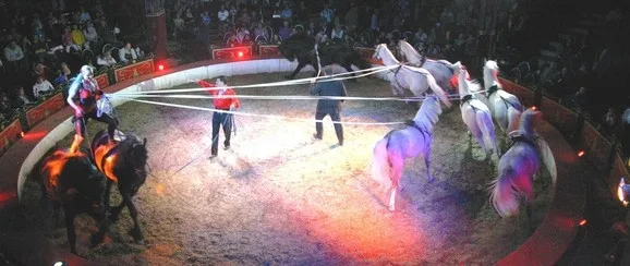 Cirkus Louis Knie