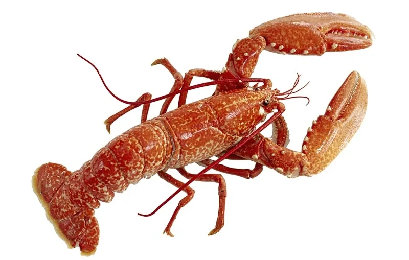 Ilustrační foto